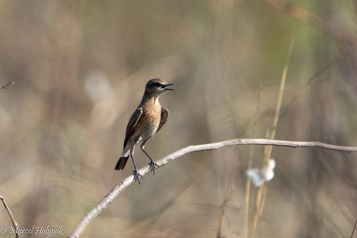 Heuglin's Wheatear - ML496914621