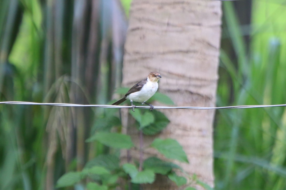 Red-capped Cardinal - ML49691471