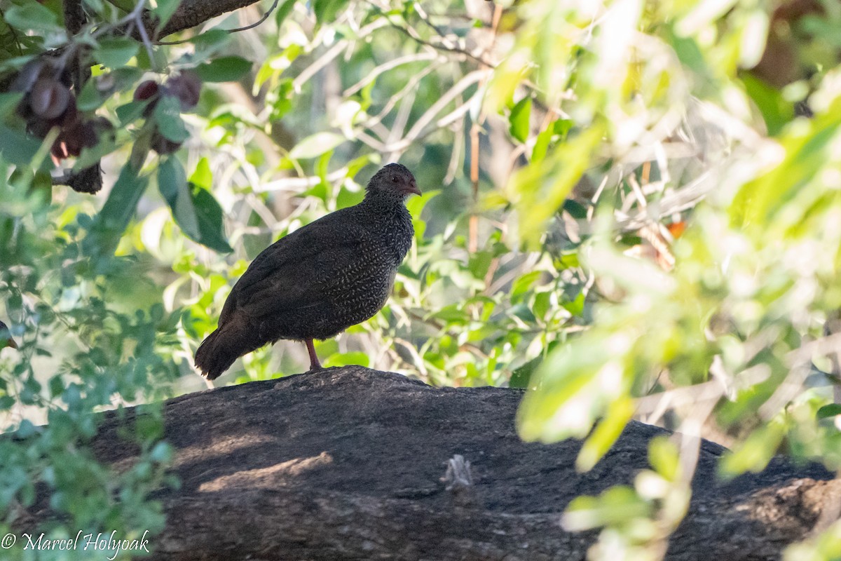 Gallinita Roquera - ML496915461