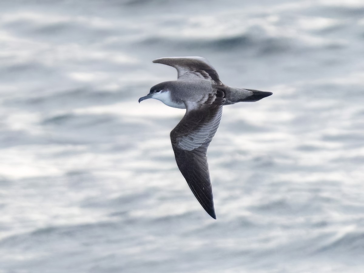 Buller's Shearwater - ML496915751