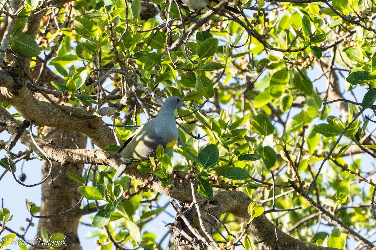 Желтобрюхий зелёный голубь - ML496915961