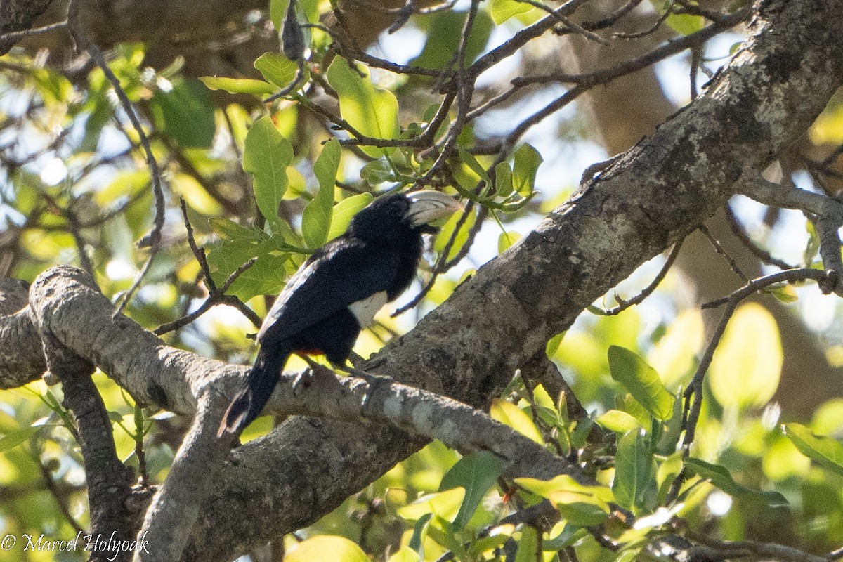 Black-breasted Barbet - Marcel Holyoak