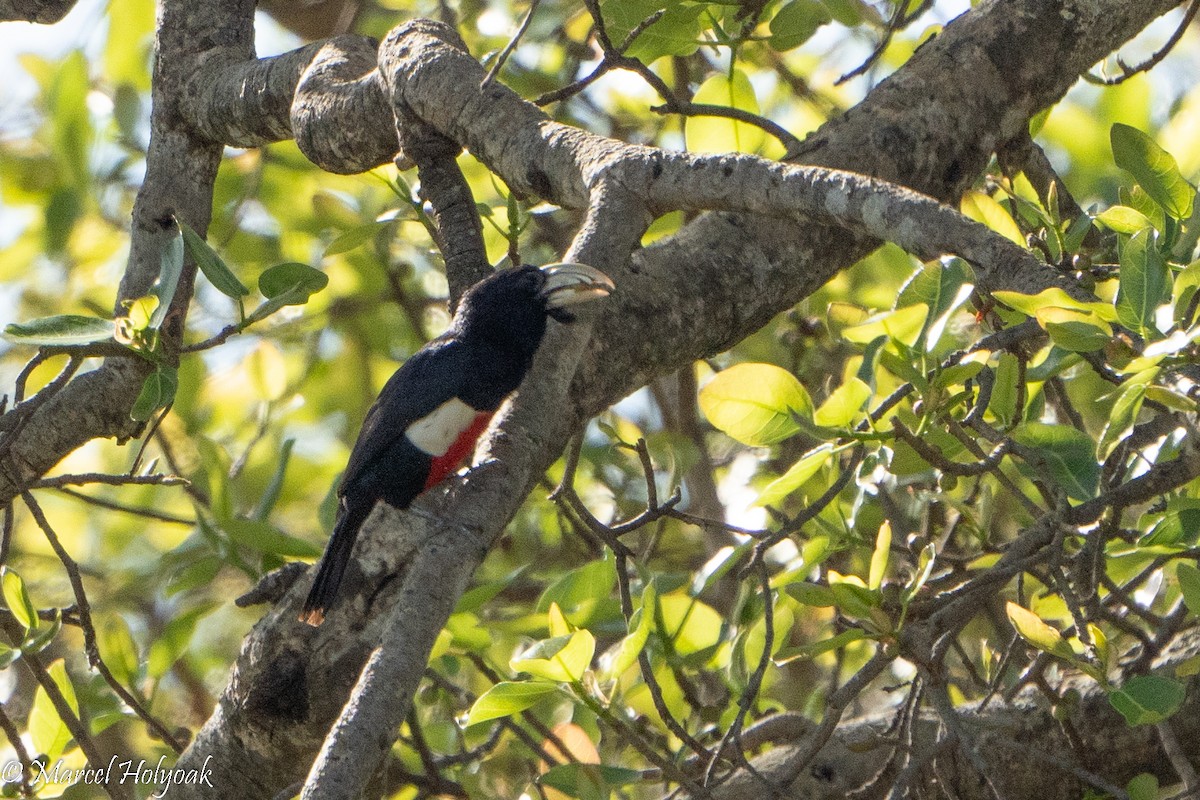 Schwarzbrust-Bartvogel - ML496916151