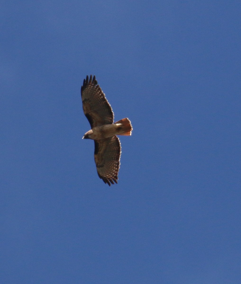 Red-tailed Hawk - ML496916621