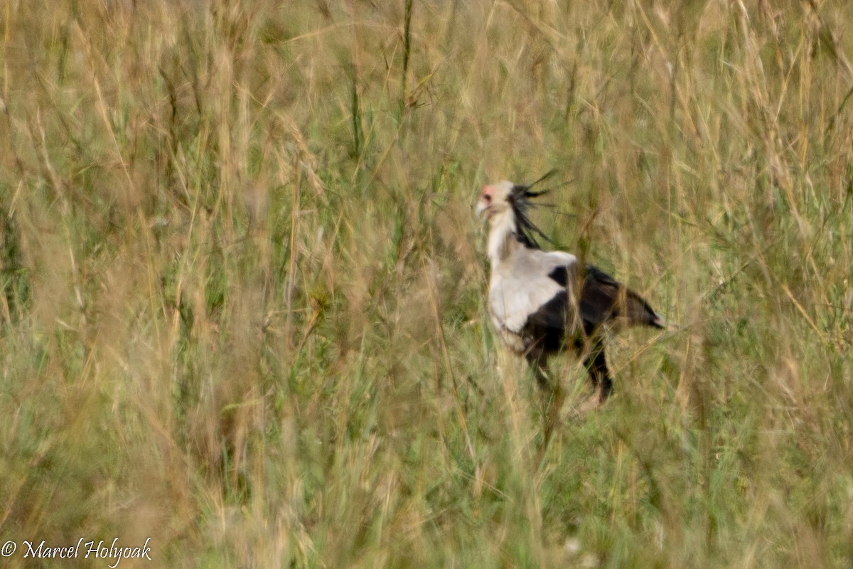 Secretarybird - Marcel Holyoak