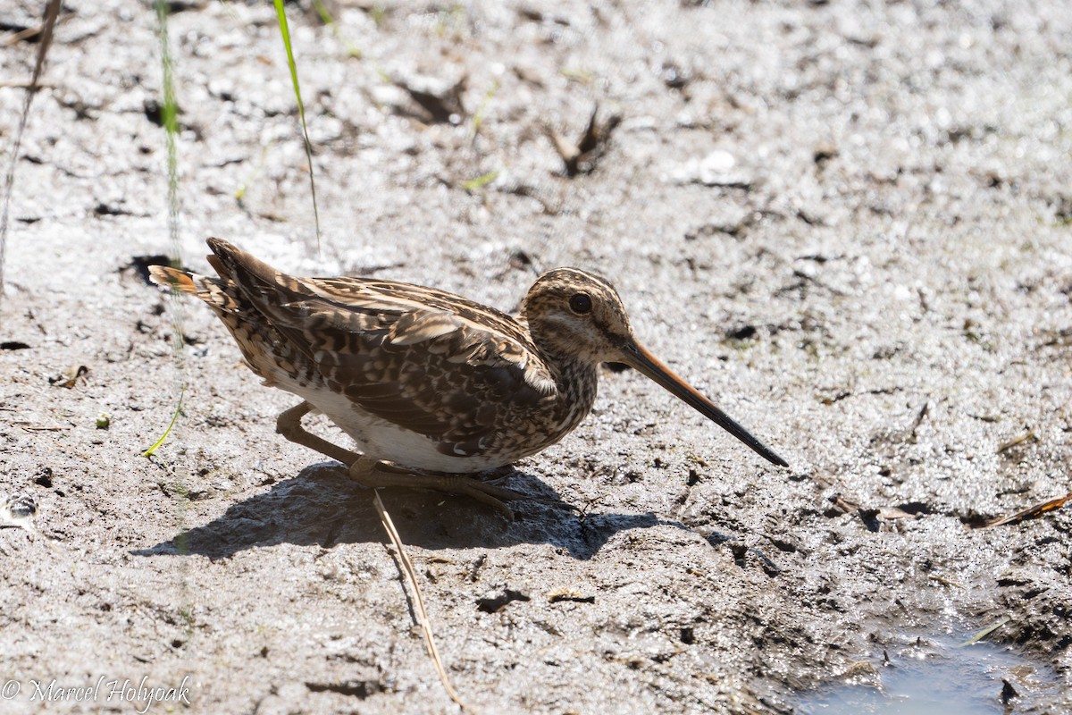 African Snipe - ML496916711