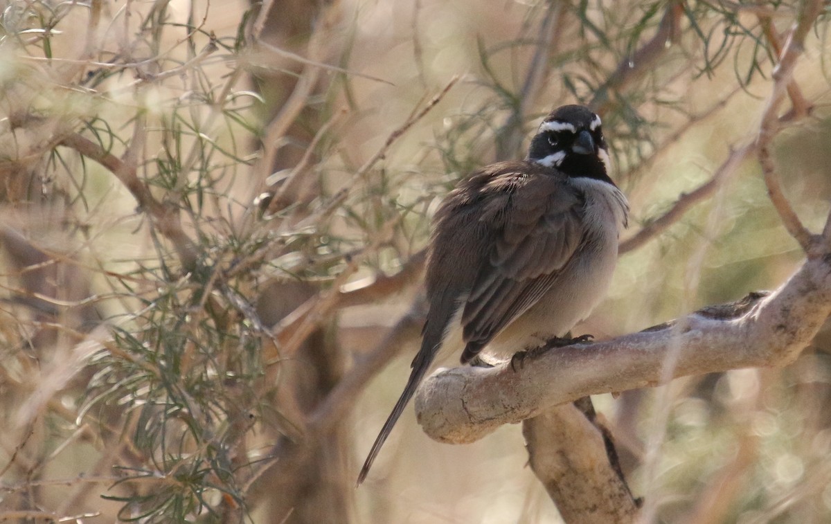 Black-throated Sparrow - ML496916971