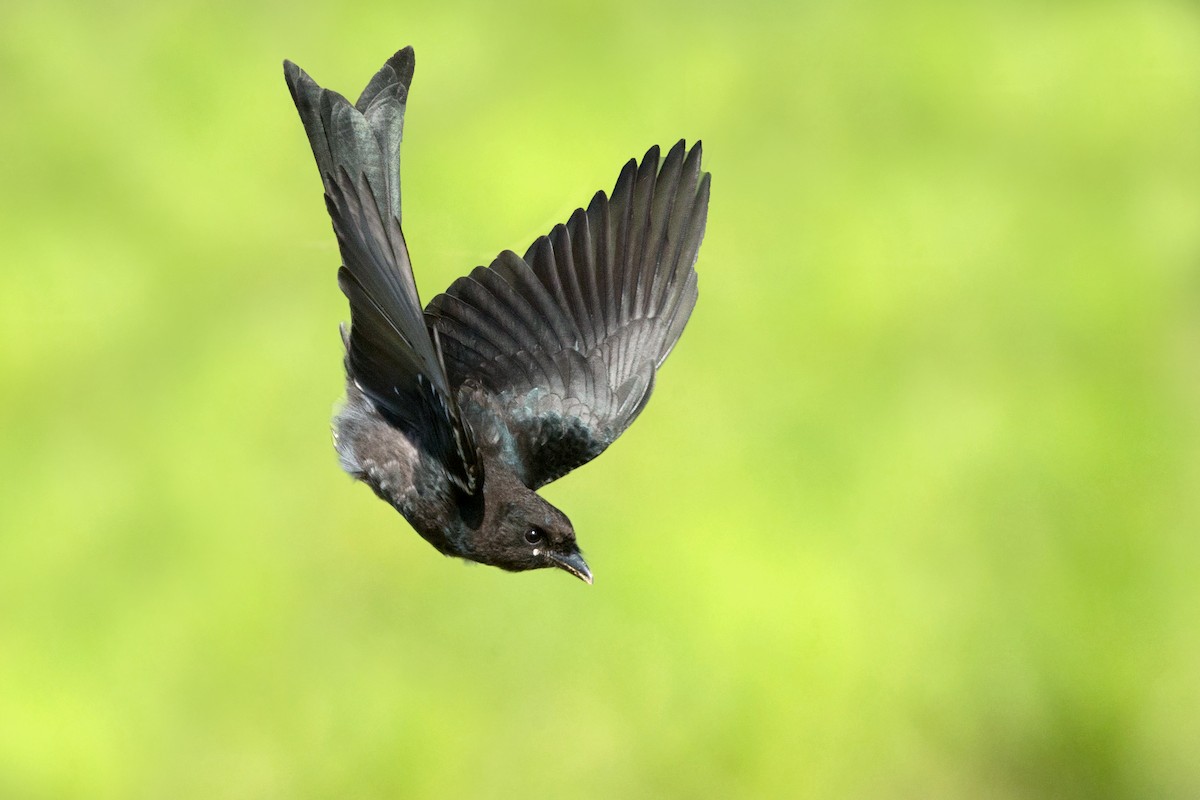 Black Drongo - David Irving