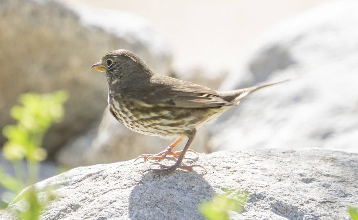 Fox Sparrow (Sooty) - Anonymous