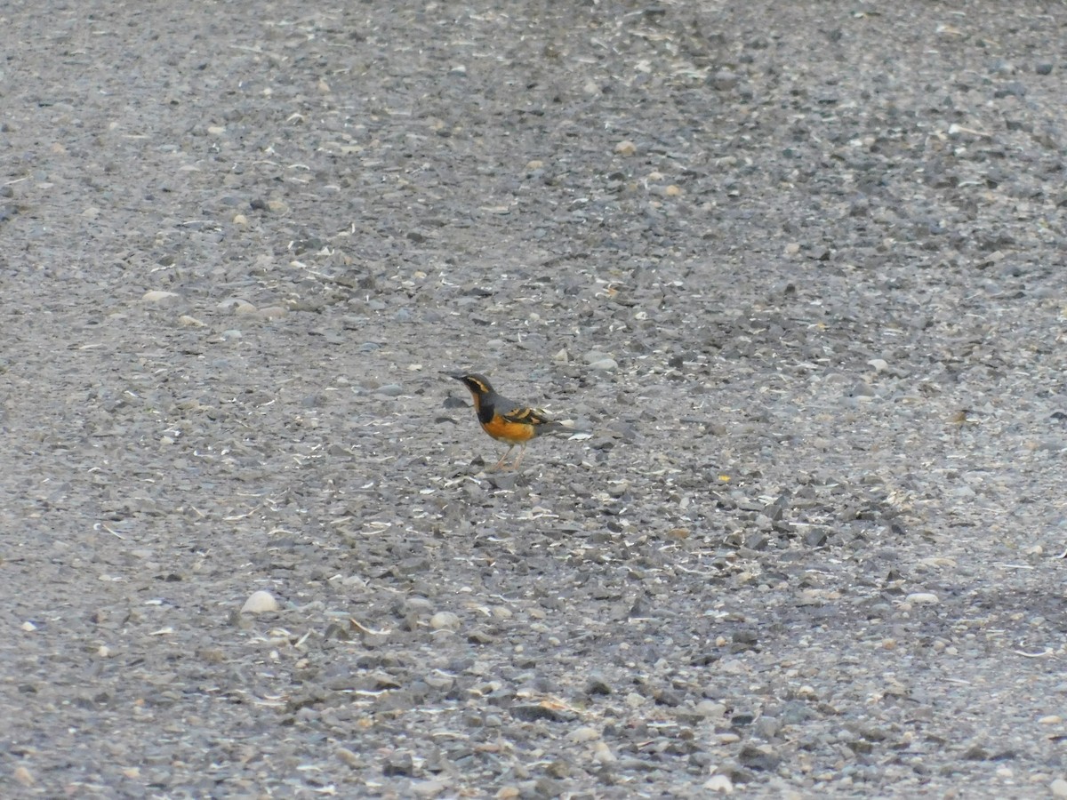 Varied Thrush - Zeke VanZante