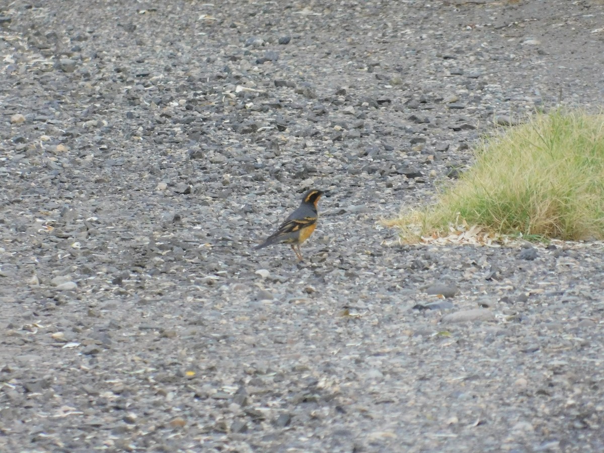 Varied Thrush - Zeke VanZante