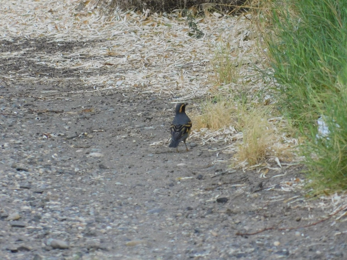 Varied Thrush - Zeke VanZante