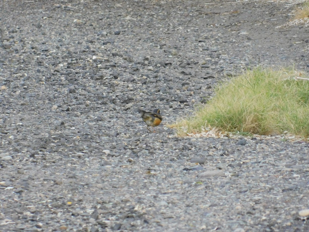 Varied Thrush - Zeke VanZante