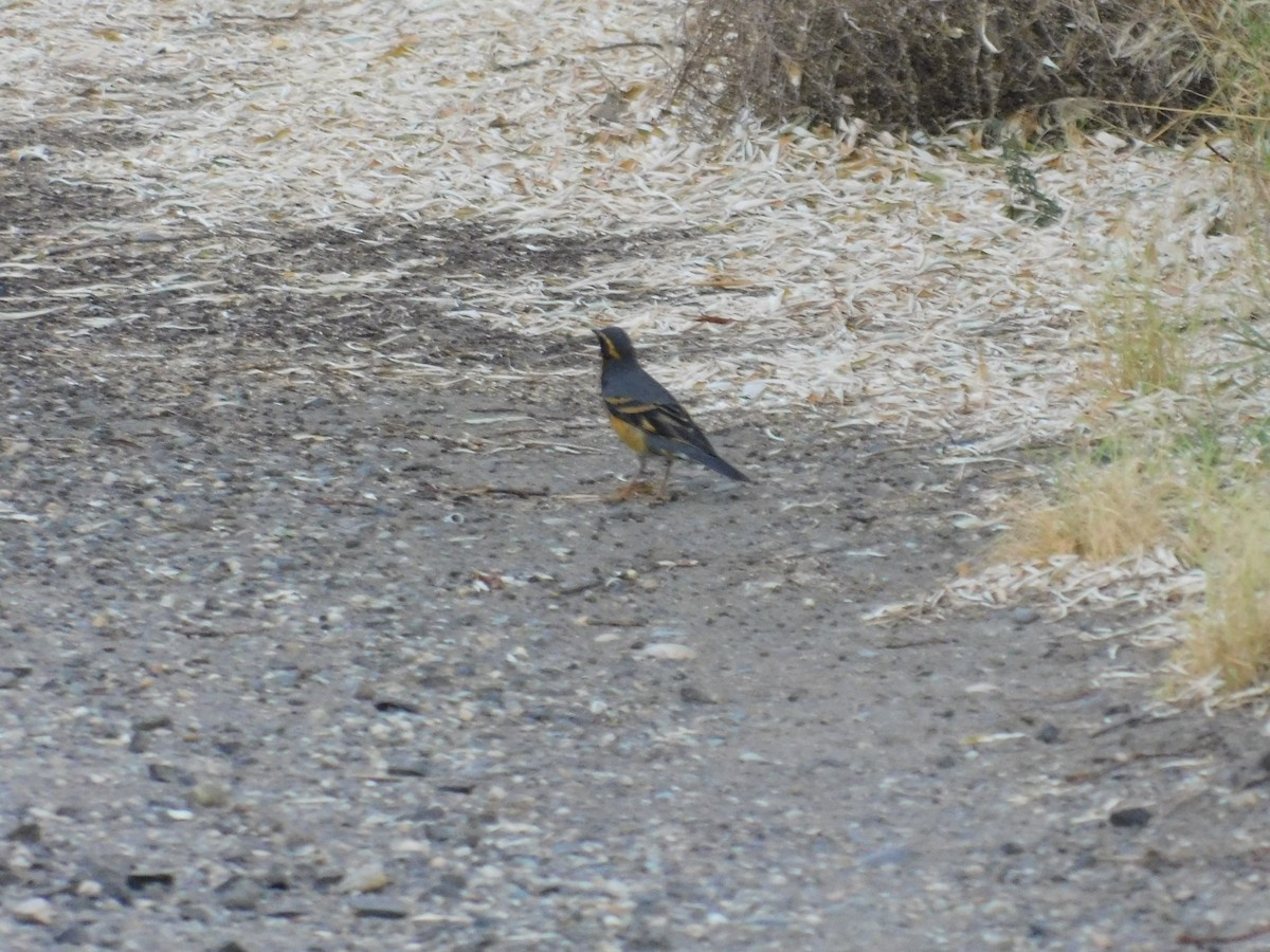 Varied Thrush - ML496920881