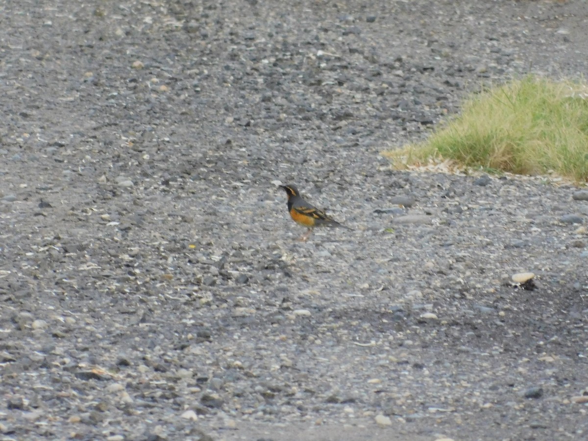 Varied Thrush - Zeke VanZante