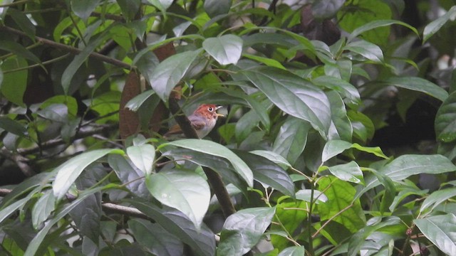 Mosquitero de la Sonda - ML496924421