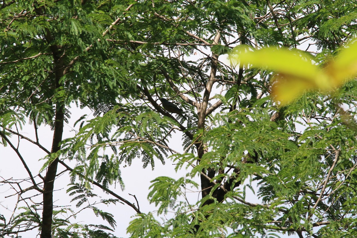 Sulawesi Cicadabird - ML496924861