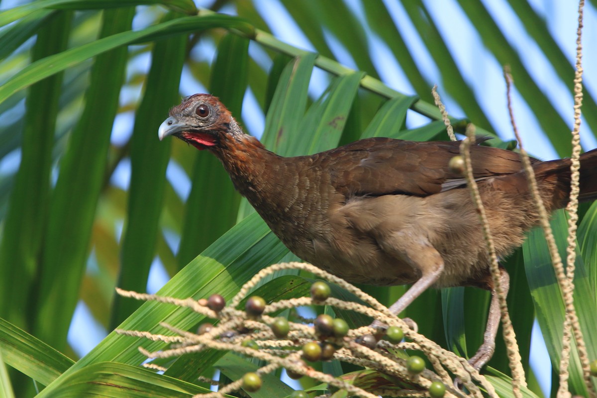 Chestnut-headed Chachalaca - Ian Thompson