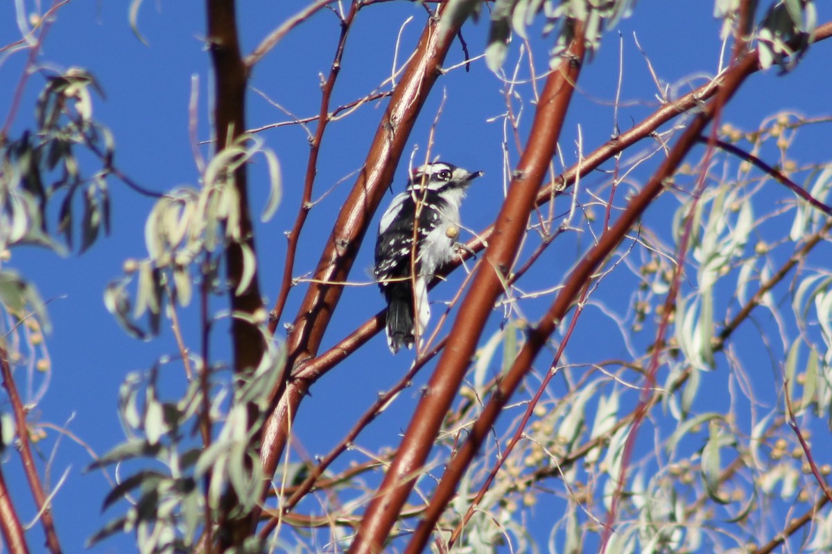 Downy Woodpecker - ML496926561