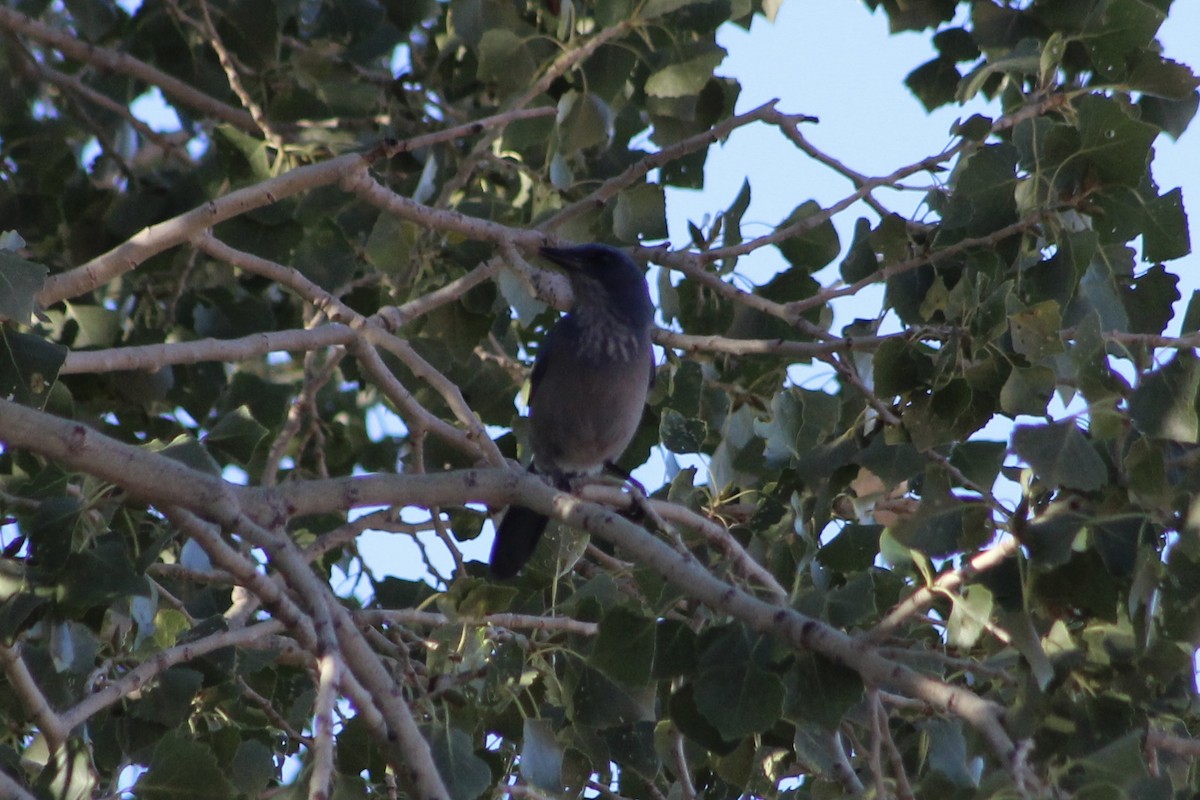 Woodhouse's Scrub-Jay - ML496926611