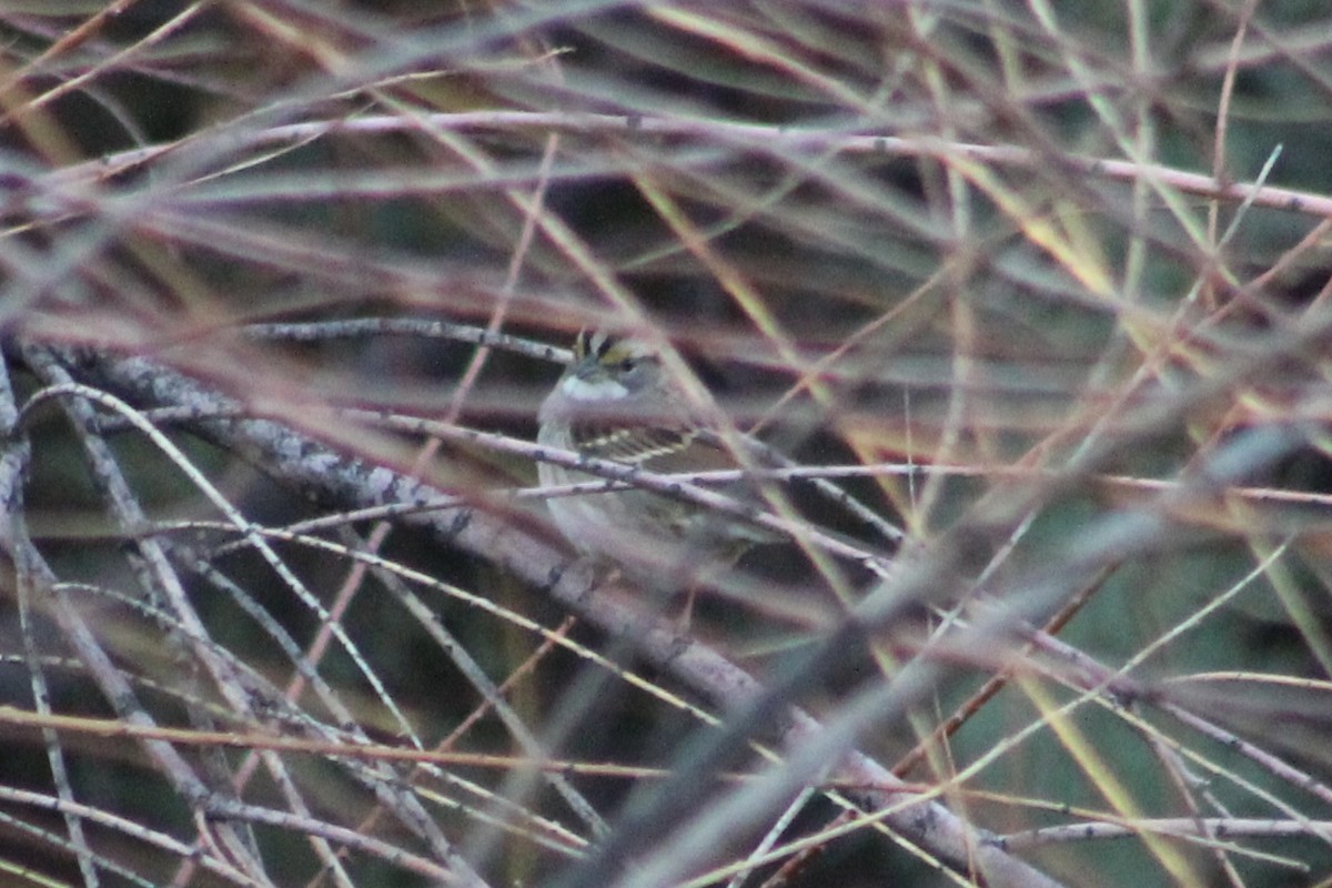 White-throated Sparrow - ML496926621