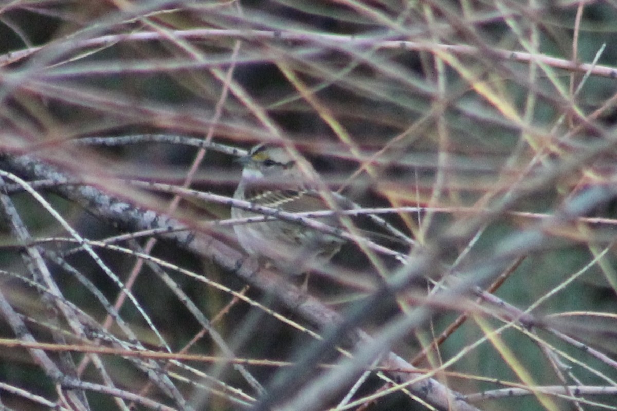 White-throated Sparrow - ML496926631