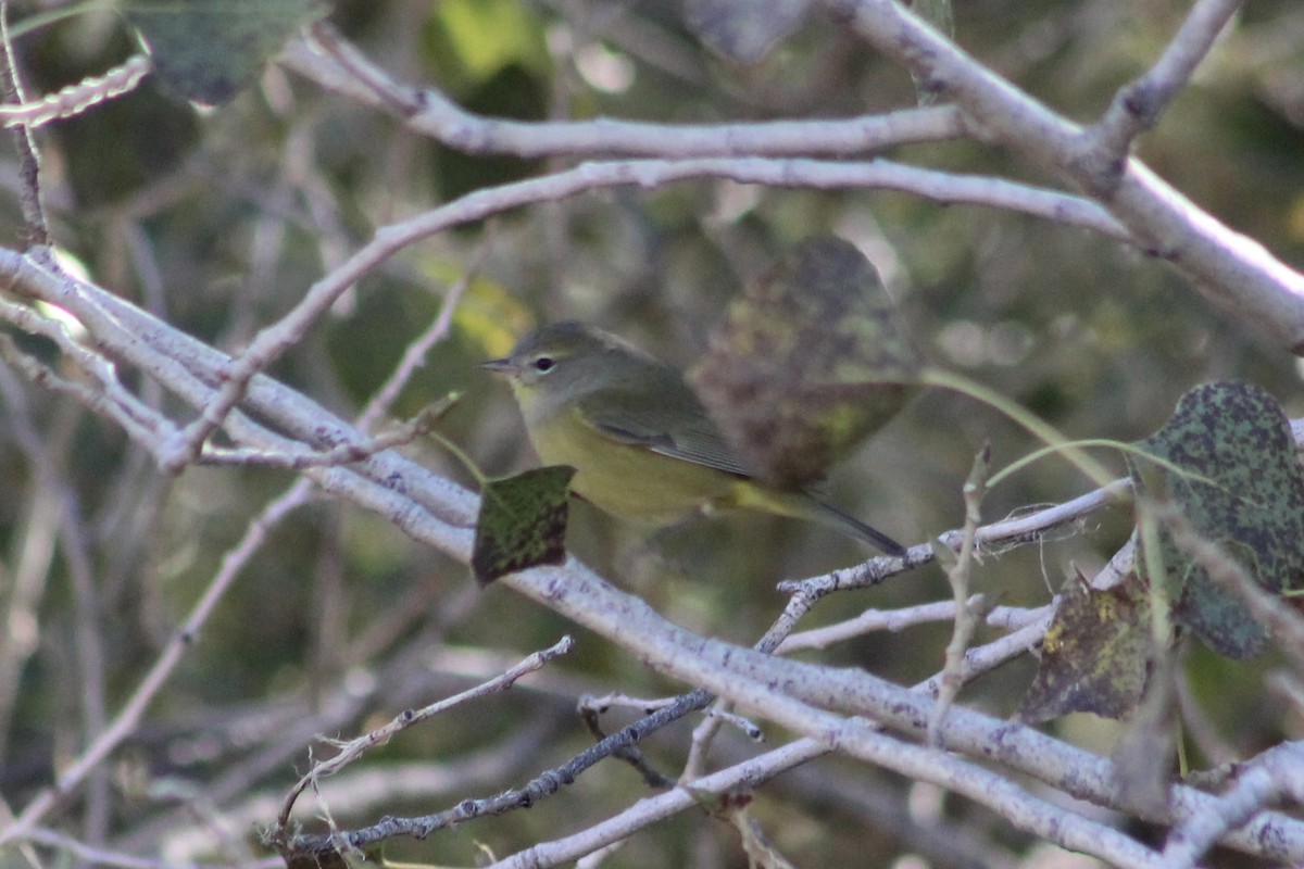 Orange-crowned Warbler - ML496926881