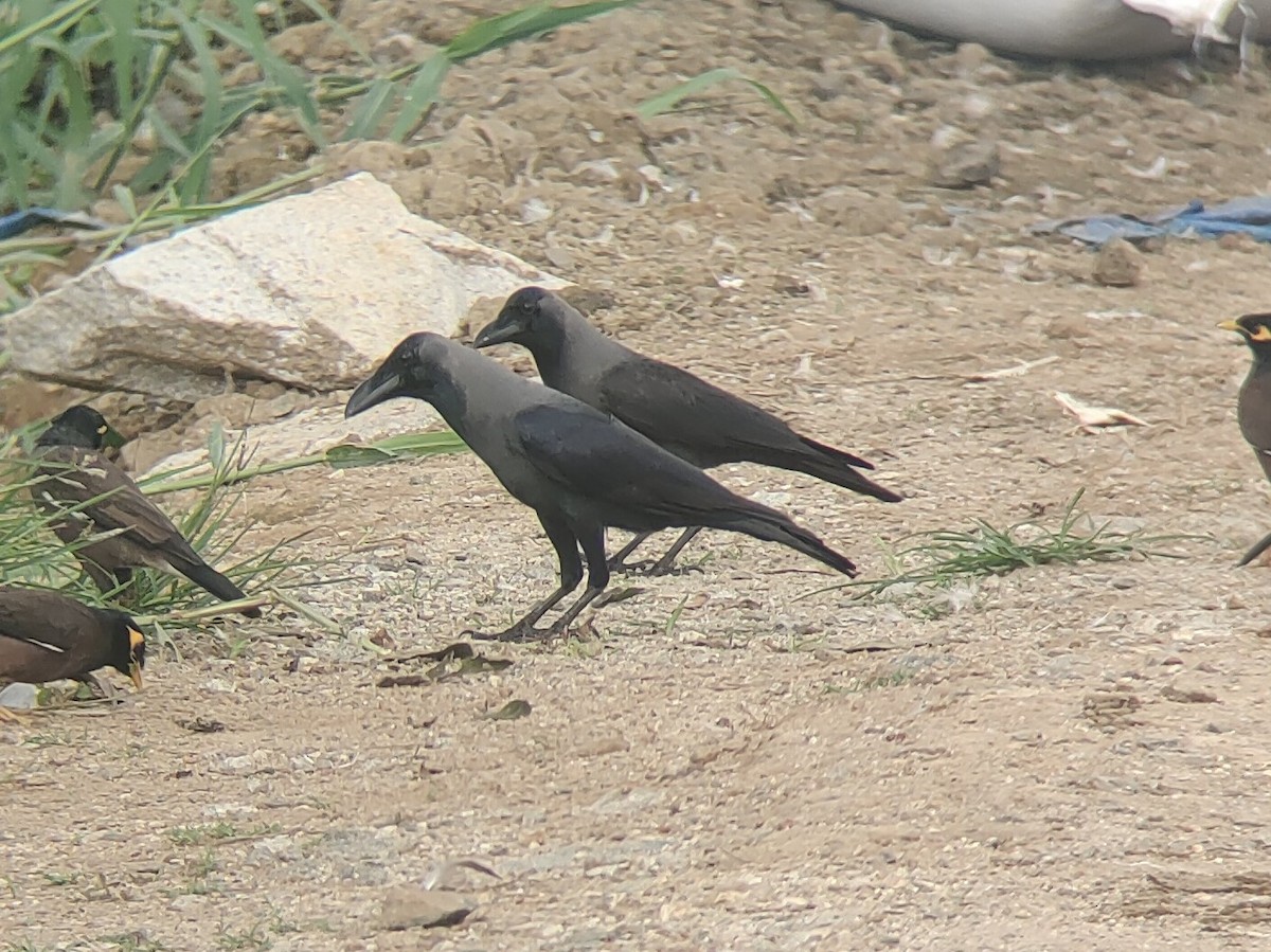 House Crow - ML496927721