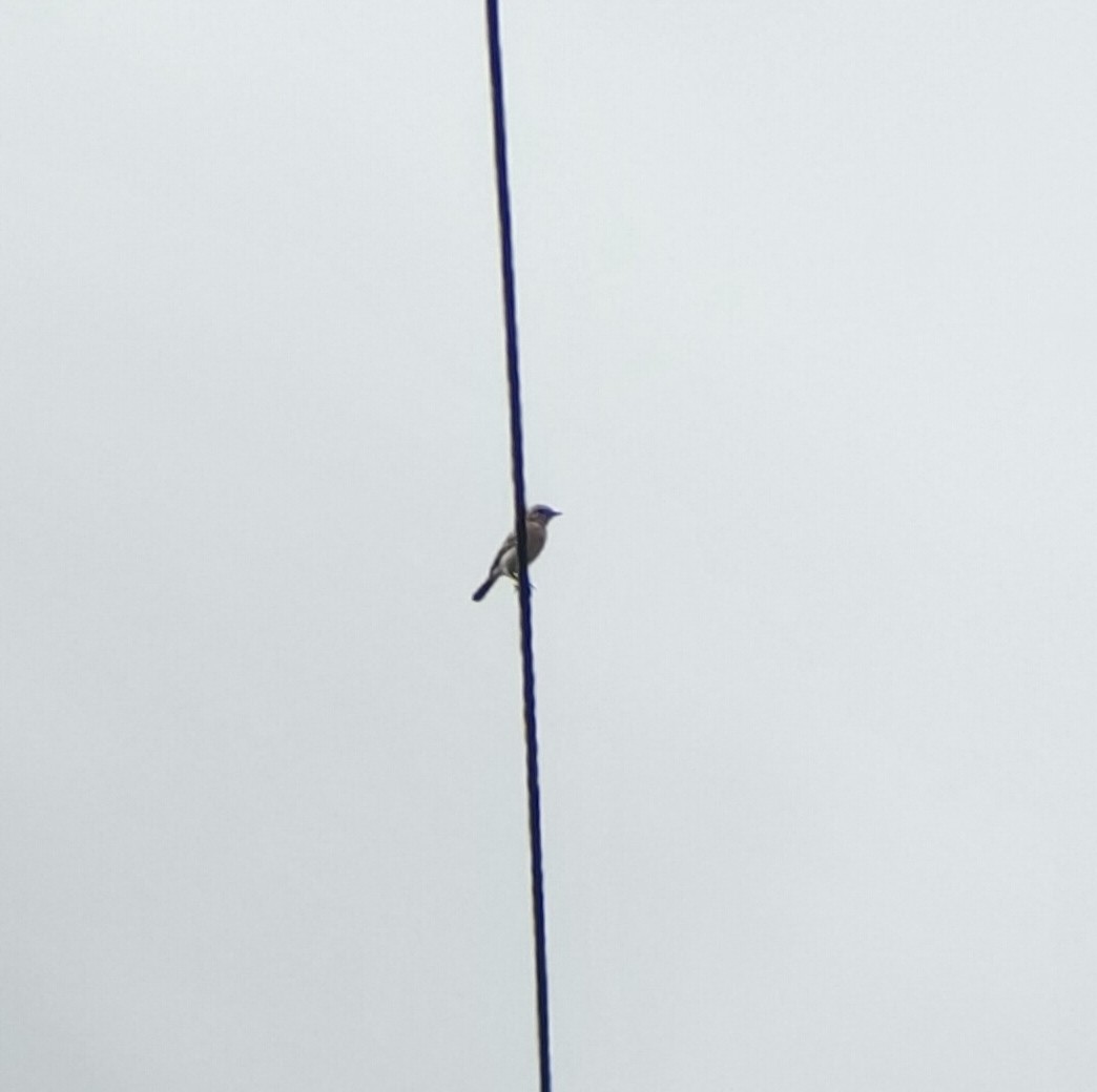 Siberian Stonechat - ML496927971