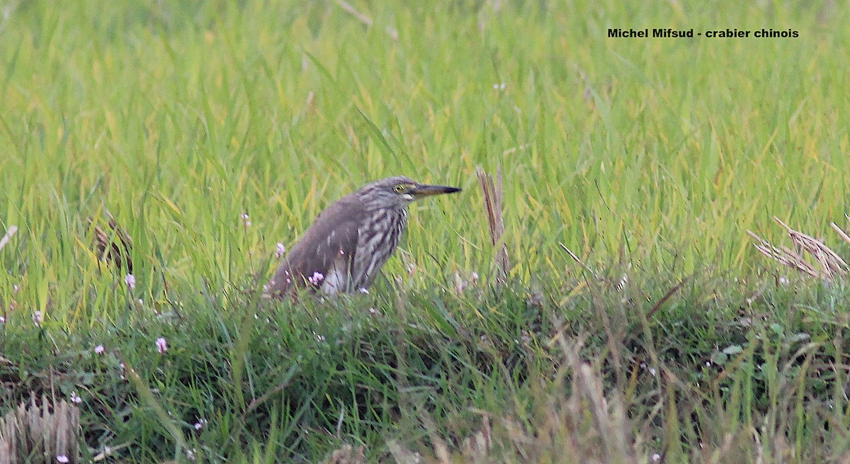 Chinese Pond-Heron - ML496929131