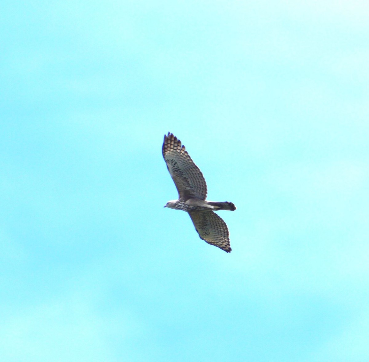 Changeable Hawk-Eagle - ML496929811