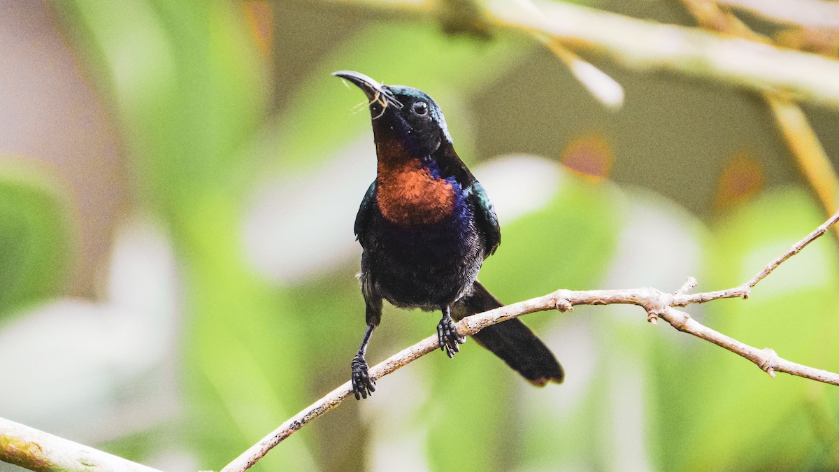 Copper-throated Sunbird - ML496929841