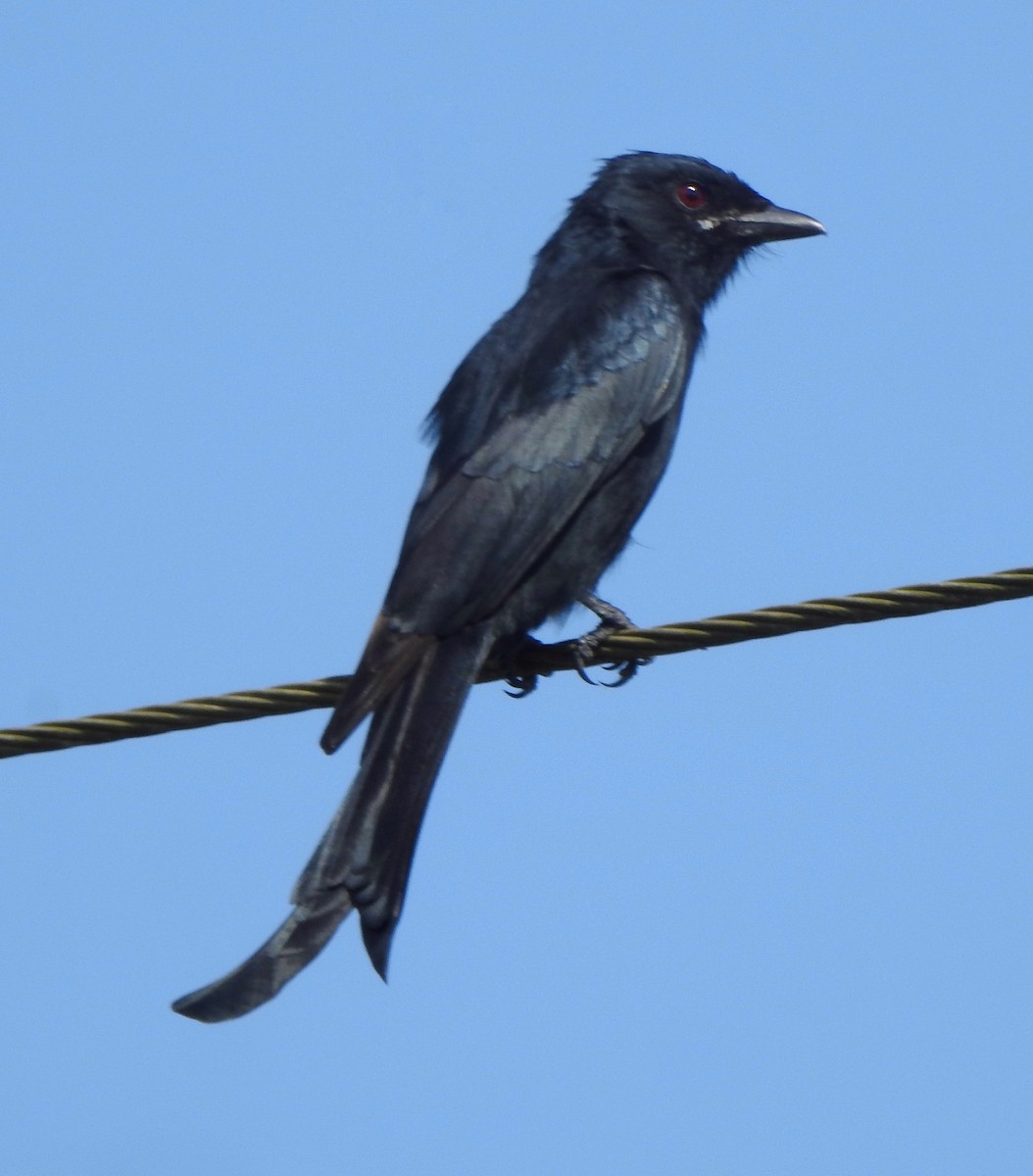 Black Drongo - ML496930271