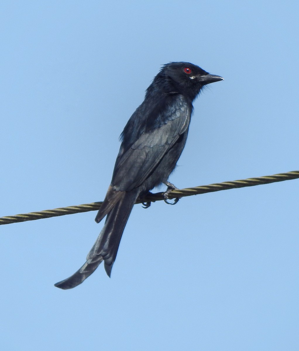 Drongo royal - ML496930291