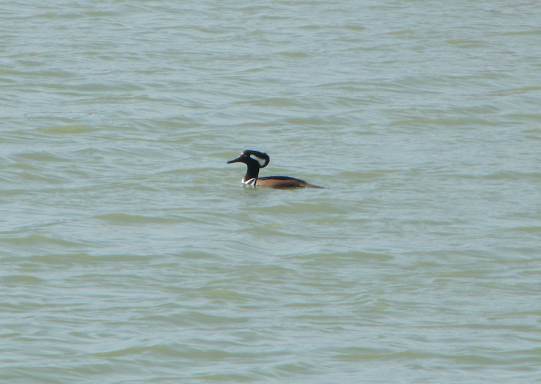 Hooded Merganser - ML49693041