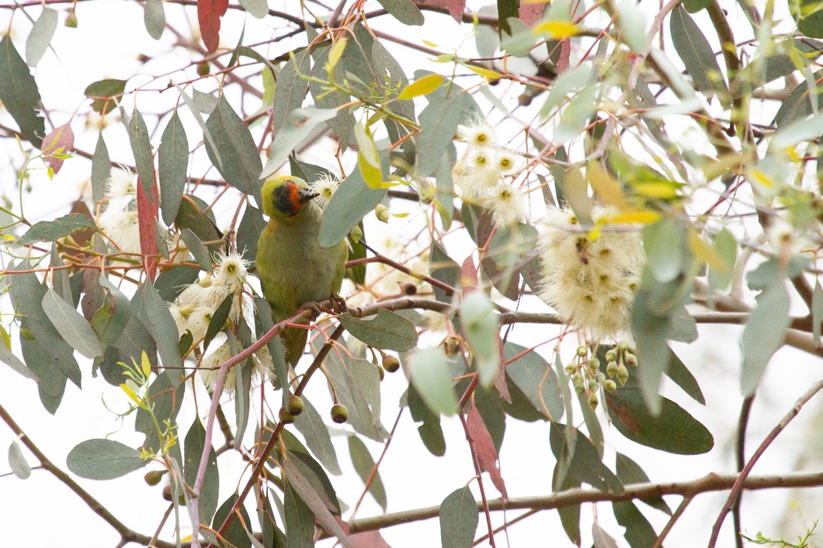 Purple-crowned Lorikeet - ML496930461