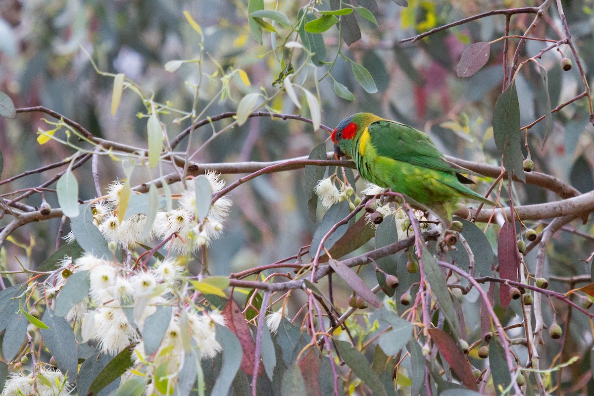 Musk Lorikeet - ML496930481