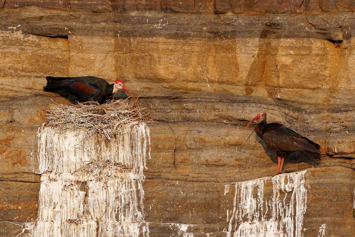 Southern Bald Ibis - ML496930791