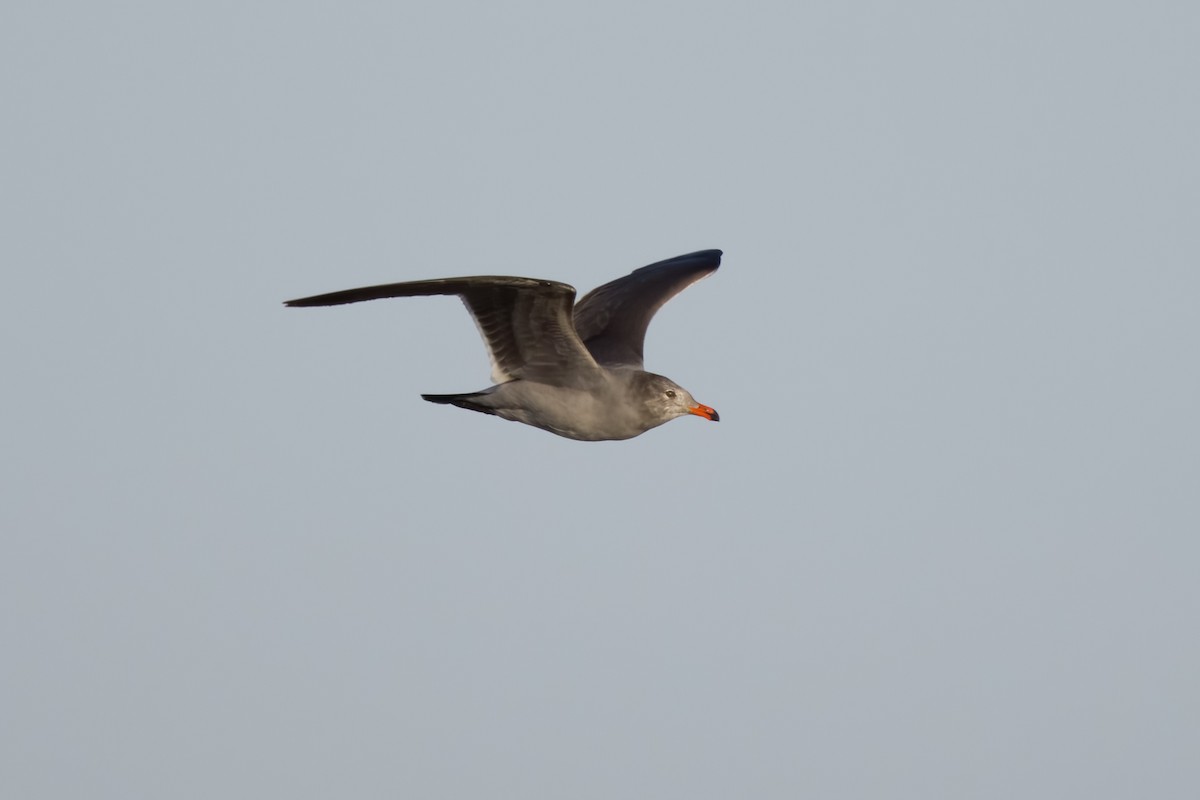 Heermann's Gull - ML496930881