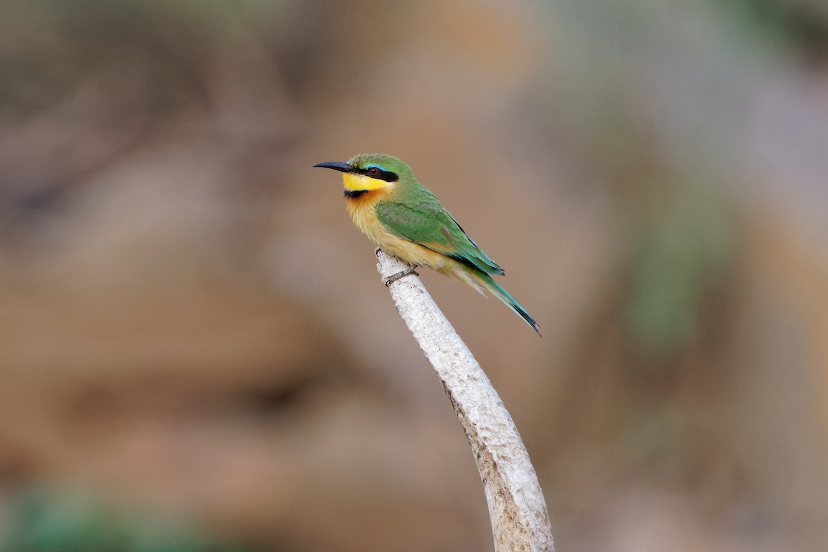 Little Bee-eater - ML496931031