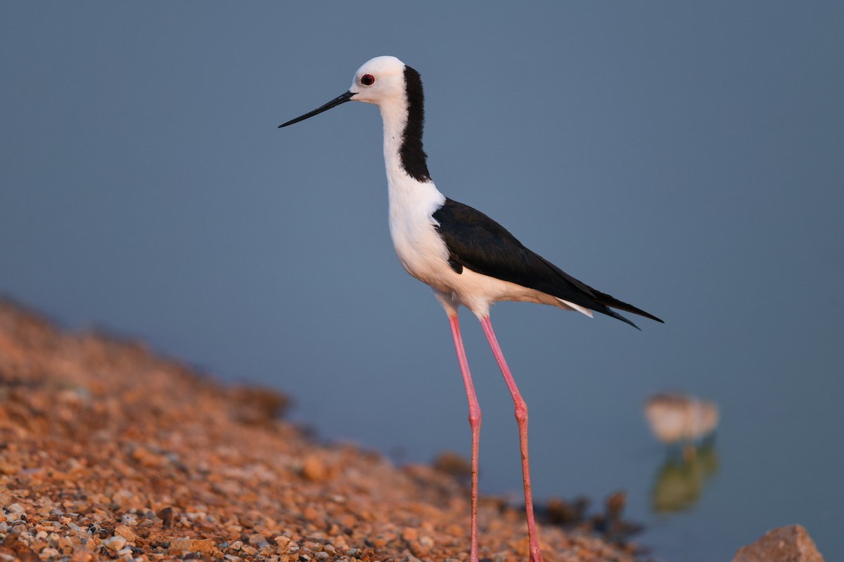 Pied Stilt - ML496931521