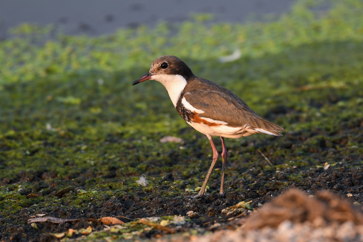 Red-kneed Dotterel - ML496931631