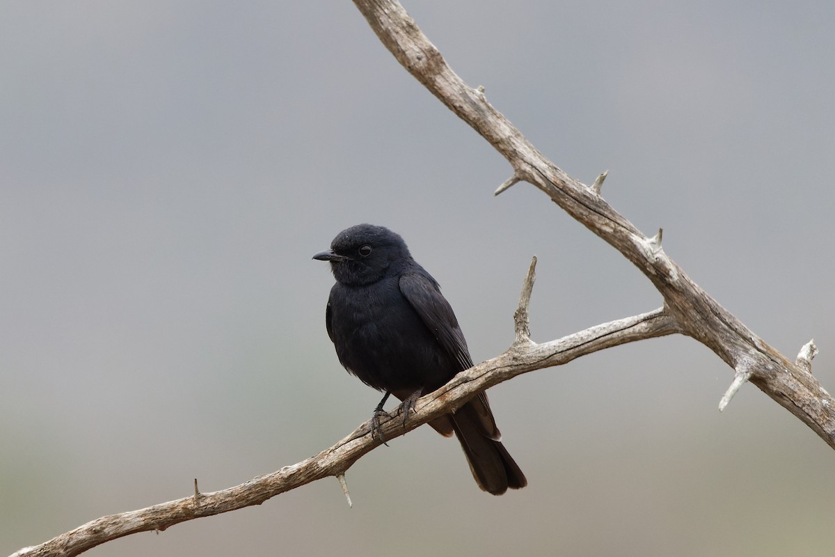 Southern Black-Flycatcher - ML496931701