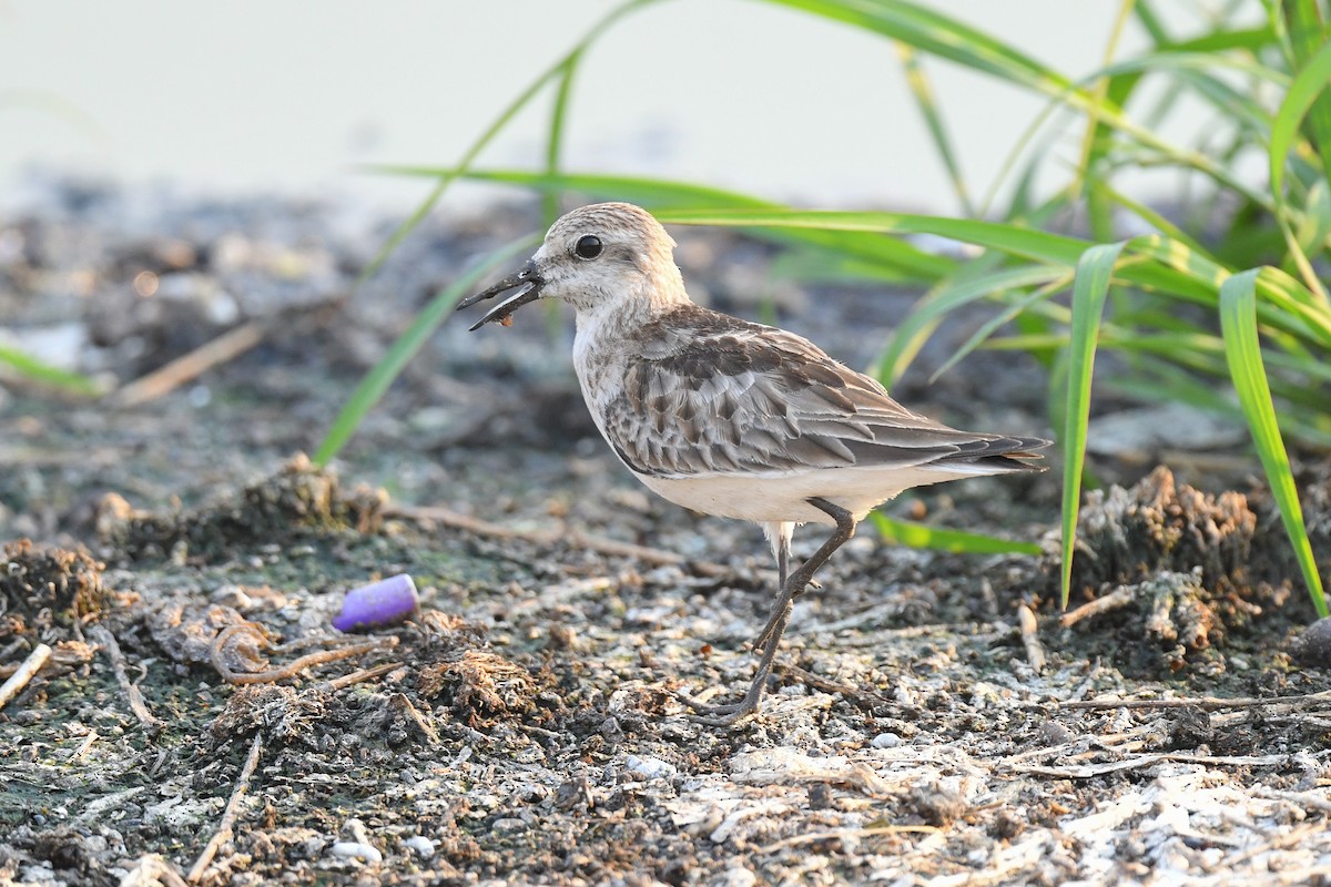 Red-necked Stint - Harn Sheng Khor