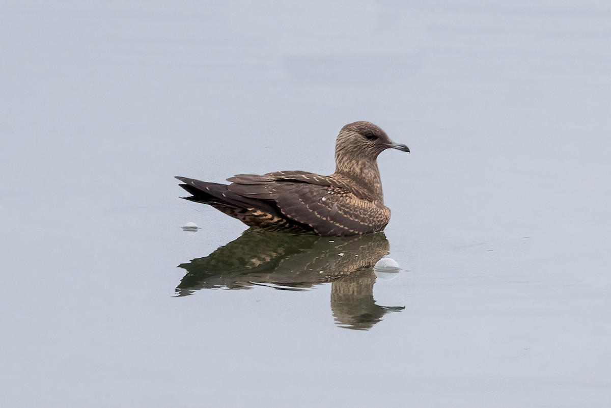 Parasitic Jaeger - Joshua Joun