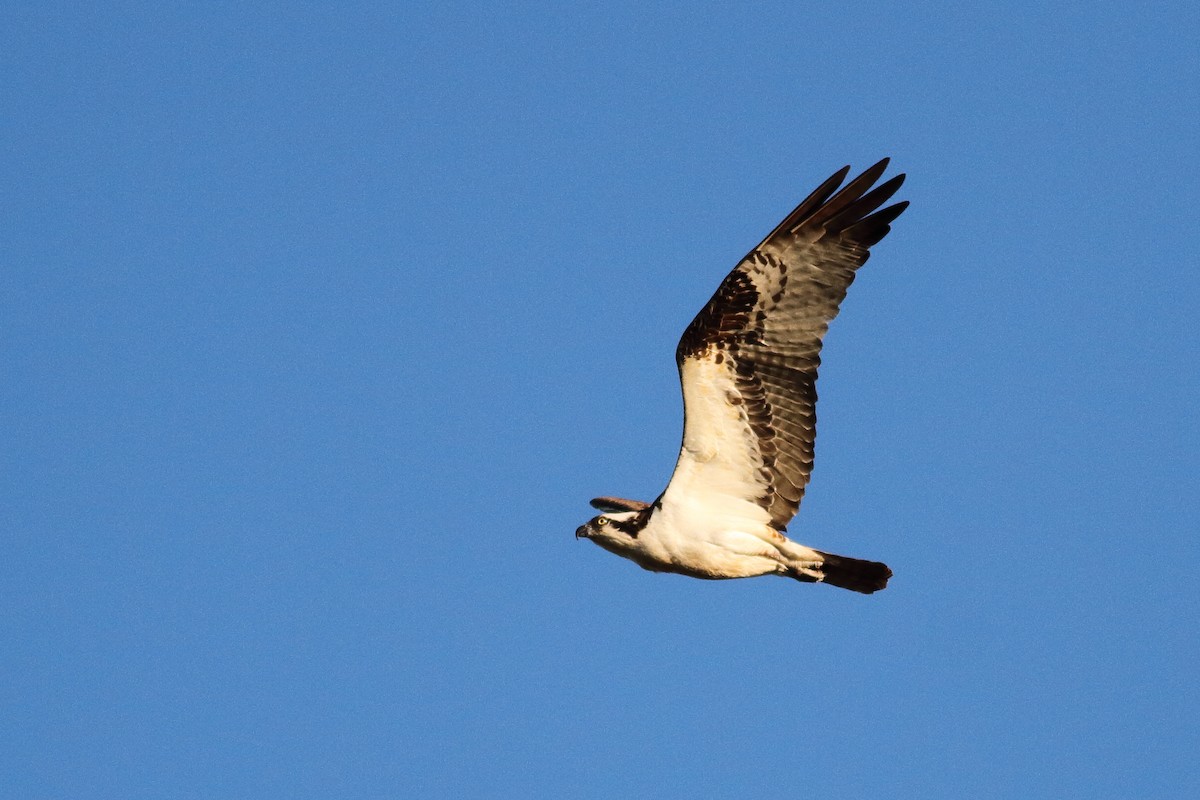 Osprey - ML496932021