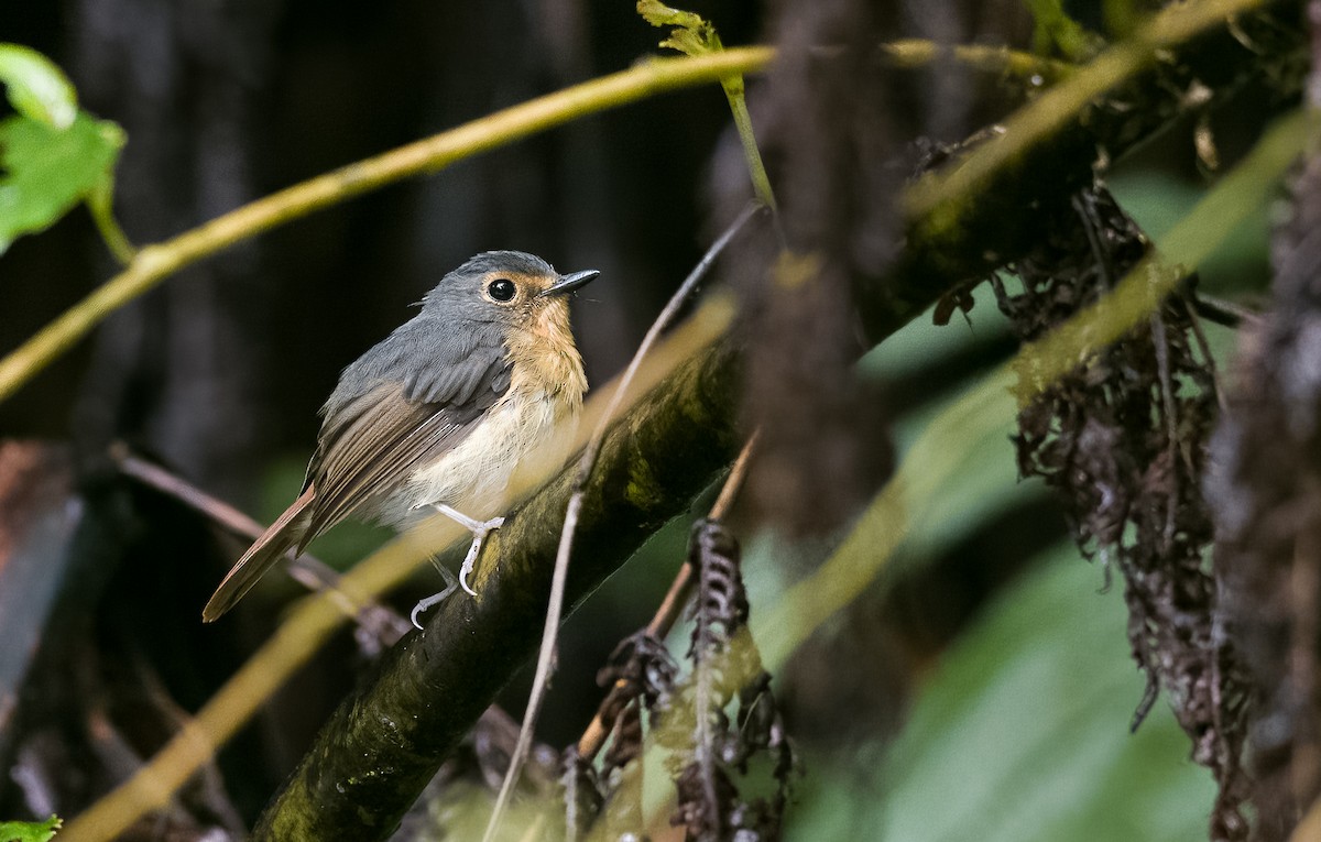 Bundok Flycatcher - Forest Botial-Jarvis