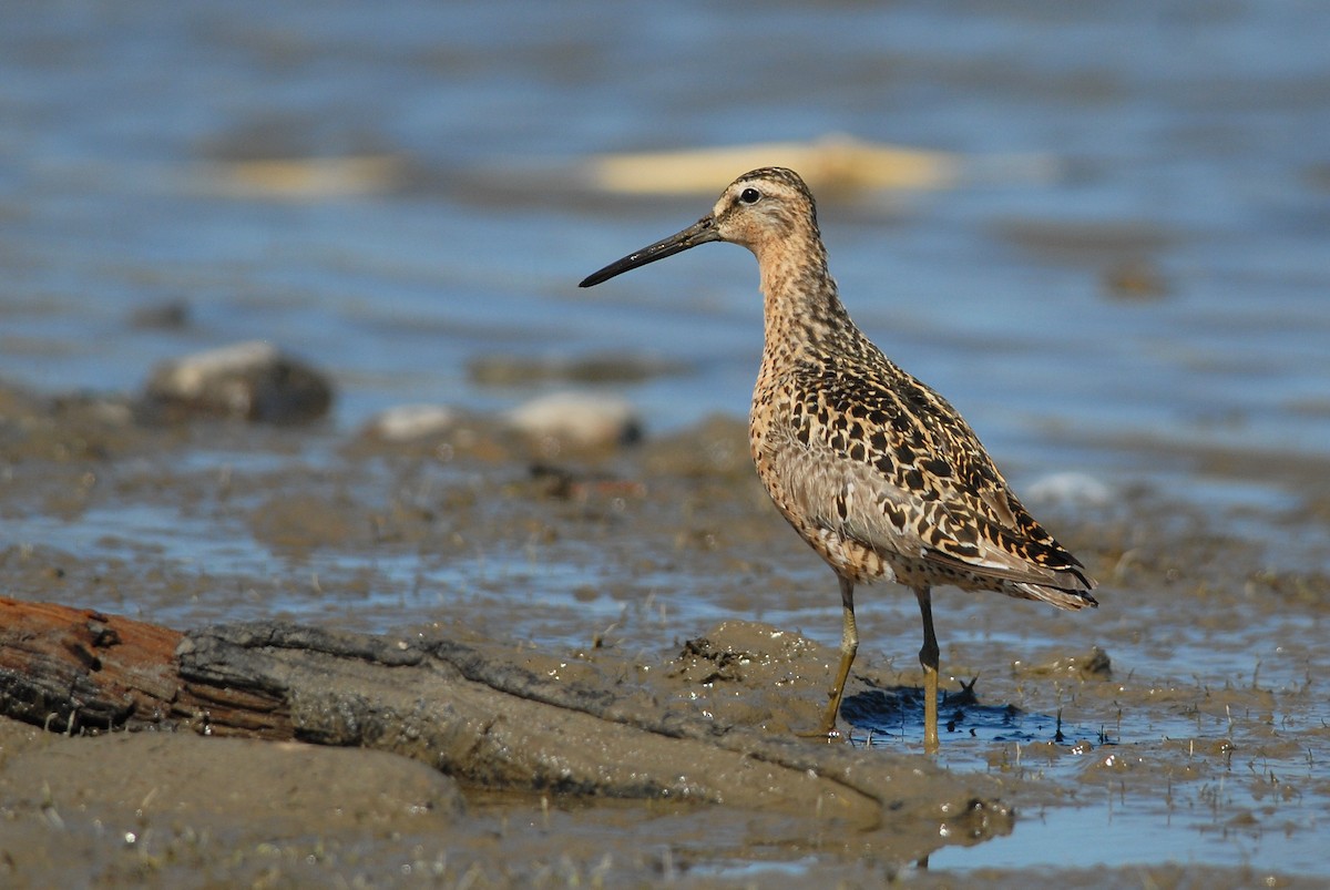 Short-billed Dowitcher - Cameron Eckert