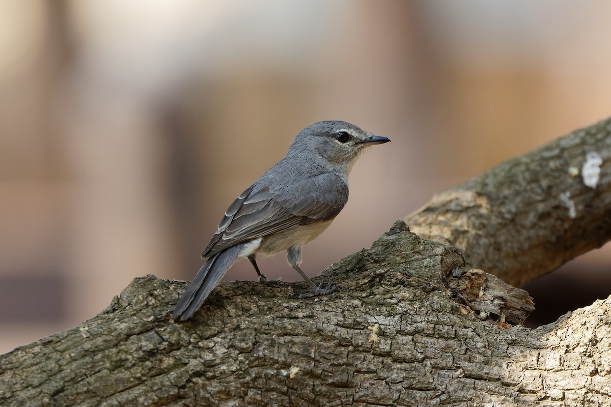 Ashy Flycatcher - ML496934041