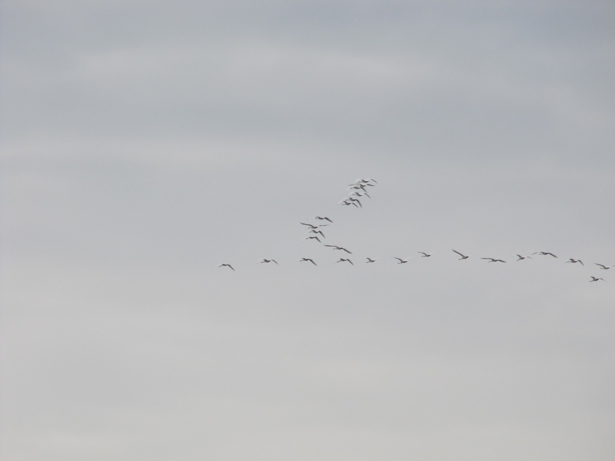 Tundra Swan - ML49693411